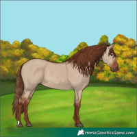 Horse Color:Red Dun Rabicano 