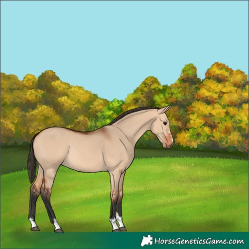 Horse Color:Bay Dun Rabicano 