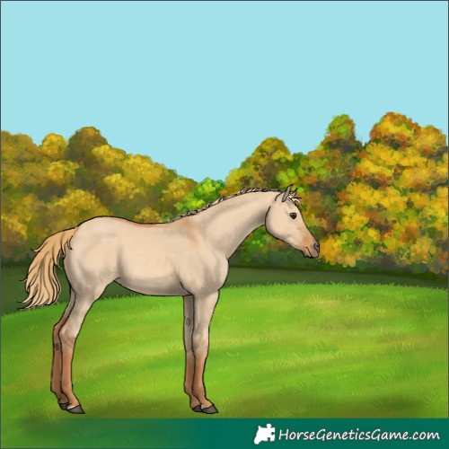 Horse Color:Red Dun 