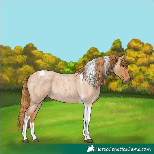 Horse Color:Red Roan Tobiano