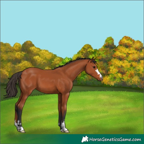 Horse Color:Bay 