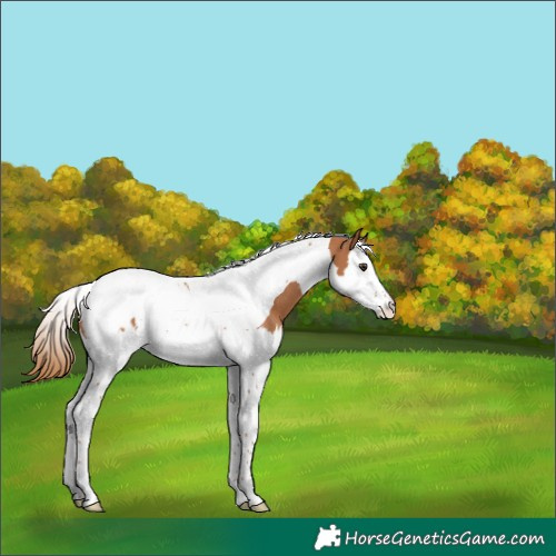 Horse Color:Chestnut Splash Tobiano Blanket 
