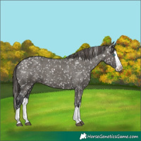 Horse Color:Grullo Splash Snowflake Varnish