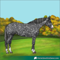 Horse Color:Black Snowflake Varnish