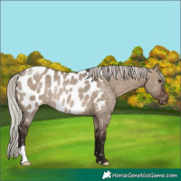 Horse Color:Silver Brown Dun Appaloosa Rabicano