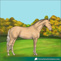 Horse Color:Gold Cream Champagne 