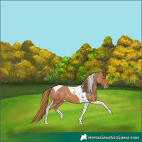 Horse Color:Chestnut Tobiano Appaloosa 