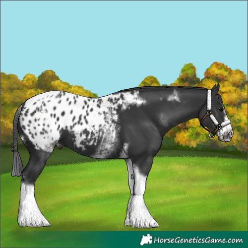 Horse Color:White Spotted Black Splash Tobiano Frame Appaloosa