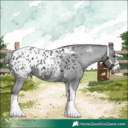Horse Color:White Spotted Black Splash Tobiano Frame Appaloosa 