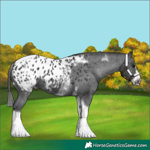 Horse Color:White Spotted Black Splash Tobiano Frame Appaloosa 