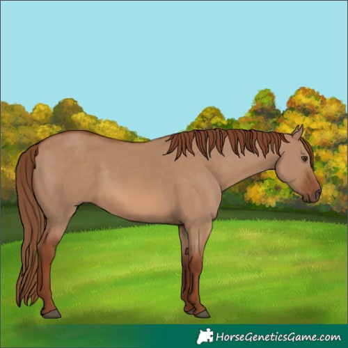 Horse Color:Red Dun Rabicano 