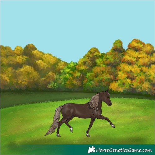 Horse Color:Liver Chestnut 