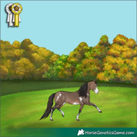 Horse Color:Bay Dun Sabino Rabicano