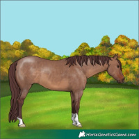 Horse Color:Chocolate Brown Dun 