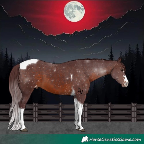 Horse Color:Chocolate Brown Tobiano Appaloosa 