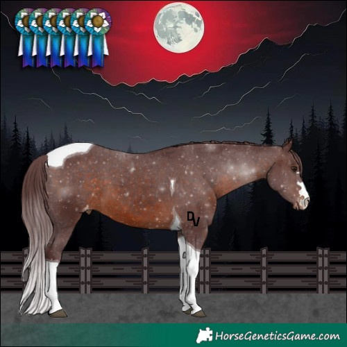 Horse Color:Chocolate Brown Tobiano Appaloosa 