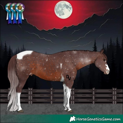 Horse Color:Chocolate Brown Tobiano Appaloosa 