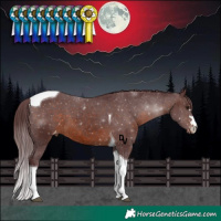 Horse Color:Chocolate Brown Tobiano Appaloosa 