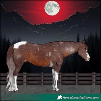 Horse Color:Chocolate Brown Tobiano Appaloosa 