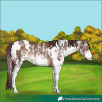 Horse Color:White Spotted Chocolate Brown Dun Brindle 