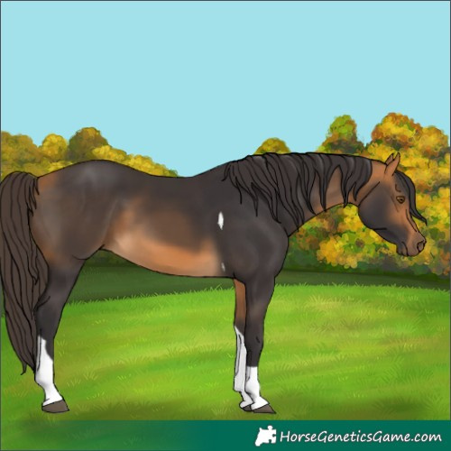 Horse Color:Pseudo Buckskin Tobiano 