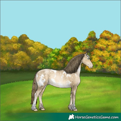 Horse Color:White Spotted Buckskin Pearl 