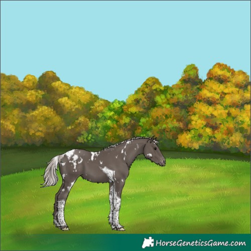 Horse Color:White Spotted Silver Black Tobiano Varnish 