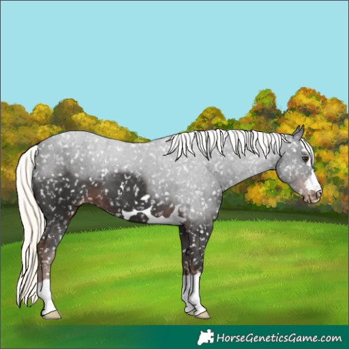 Horse Color:Liver Chestnut Mushroom Appaloosa 