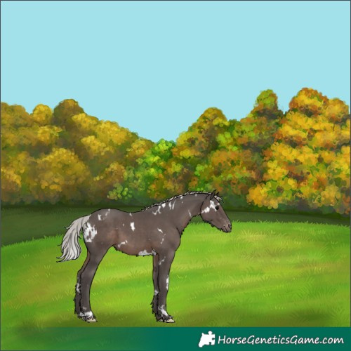 Horse Color:White Spotted Silver Black Appaloosa