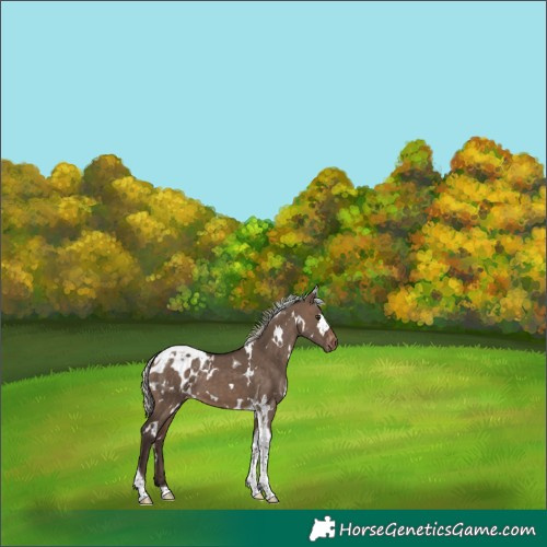 Horse Color:White Spotted Silver Brown Dun Tobiano Appaloosa 