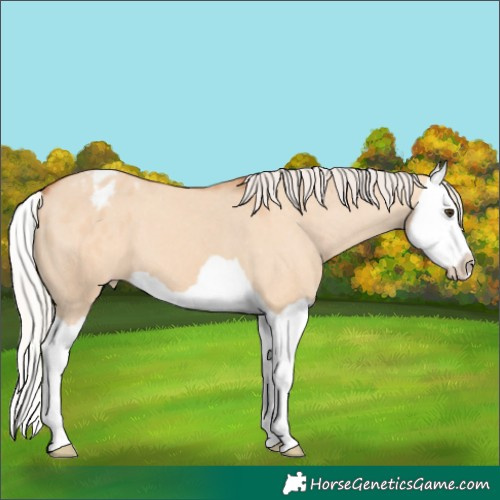 Horse Color:Silver Bay Dun Splash Appaloosa 