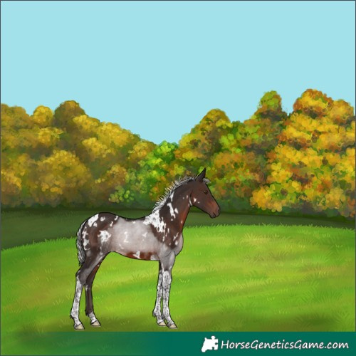 Horse Color:White Spotted Silver Brown Tobiano 
