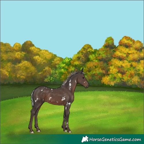 Horse Color:White Spotted Silver Black 
