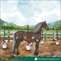 Horse Color:White Spotted Silver Black 
