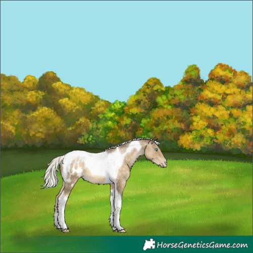 Horse Color:Silver Buckskin Pearl Tobiano Appaloosa 