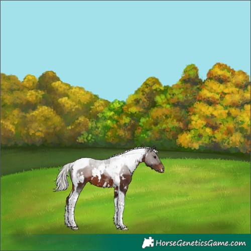 Horse Color:White Spotted Silver Brown Tobiano Appaloosa 