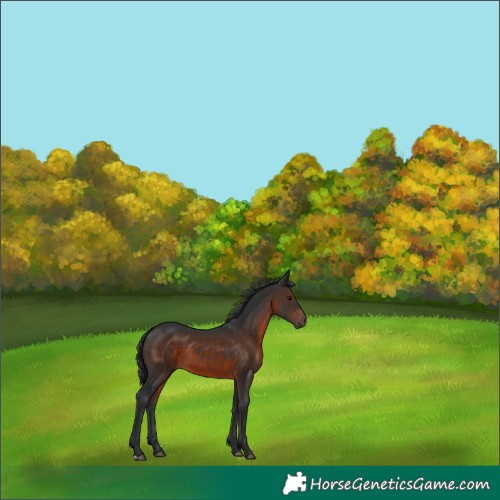 Horse Color:Brown Mushroom 