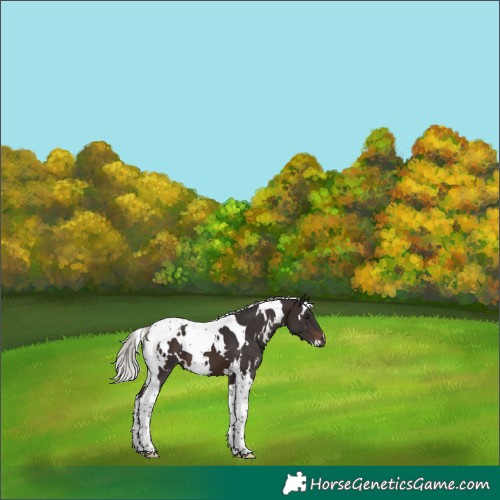 Horse Color:White Spotted Silver Brown Tobiano 