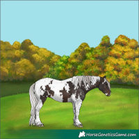 Horse Color:White Spotted Silver Brown Tobiano