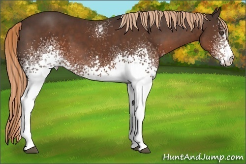 Horse Color:White Spotted Liver Chestnut 
