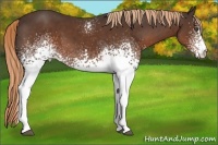 Horse Color:White Spotted Liver Chestnut 