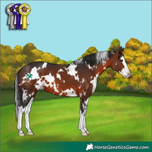Horse Color:White Spotted Brown Splash 