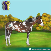 Horse Color:White Spotted Brown Splash 