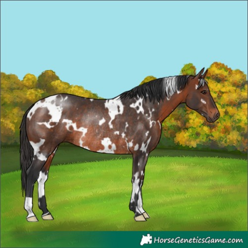 Horse Color:White Spotted Brown Rabicano 