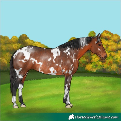 Horse Color:White Spotted Brown Rabicano