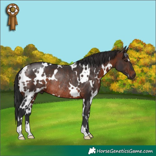 Horse Color:White Spotted Brown Rabicano 