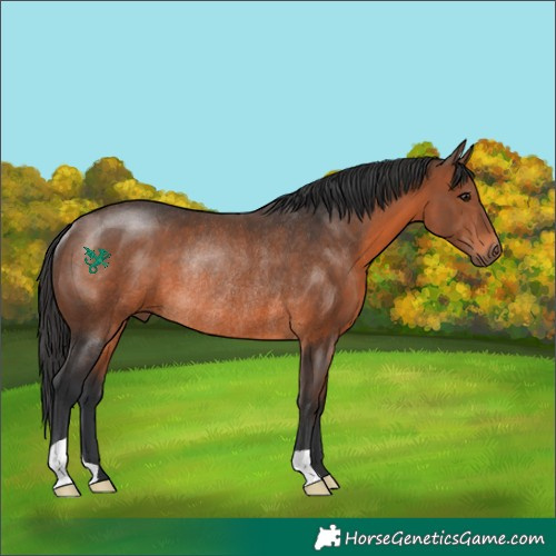 Horse Color:Brown Rabicano 