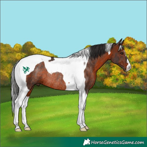 Horse Color:Brown Tobiano Rabicano 