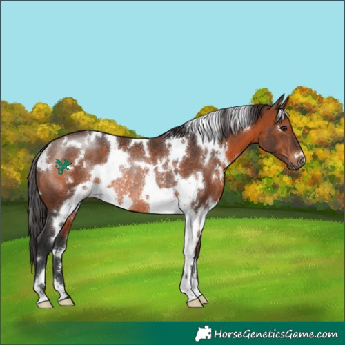 Horse Color:White Spotted Brown Rabicano