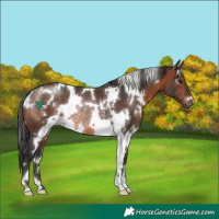 Horse Color:White Spotted Brown Rabicano 